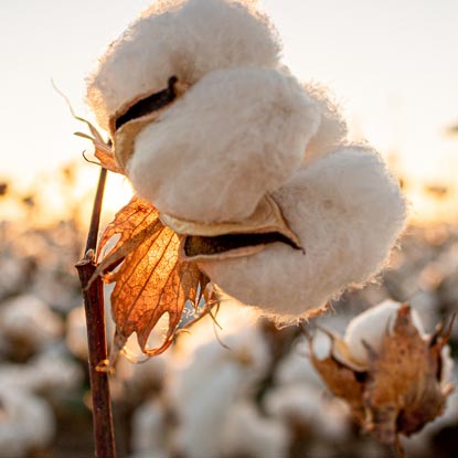 100% pure cotton